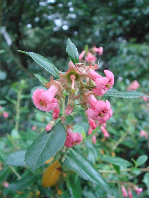 Escallonia rubra var.macrantha fleur